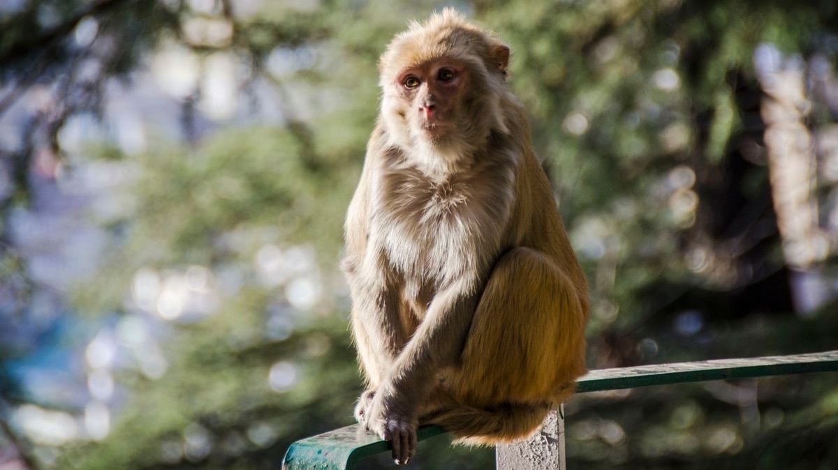 Opice v Indii ukradly laborantovi vzorky krve nakažené koronavirem